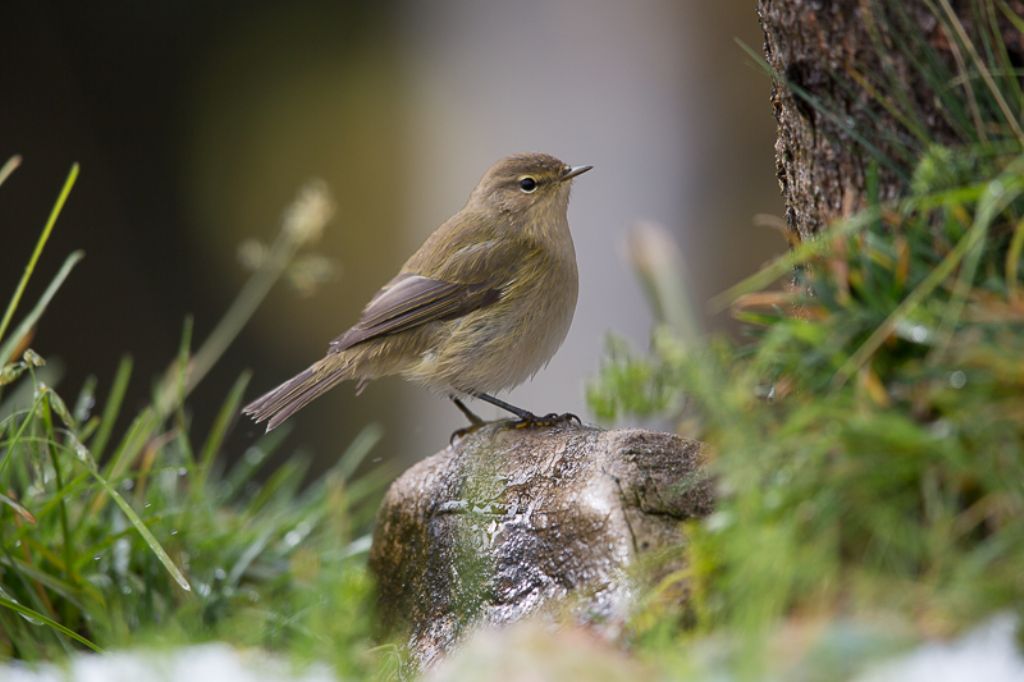 Lu piccolo(Phylloscopus collybita),  Lu bianco(P. bonelli) e Bigiarella(Sylvia curruca)